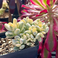 Rare Succulents - Cotyledon orbiculata Variegated Cluster (4” Pot)