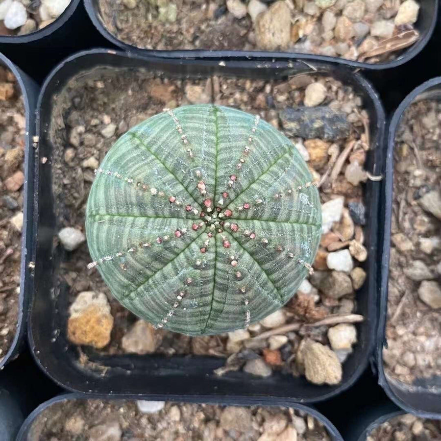 Euphorbia Obesa, (1.5”-2”), Live Plant, Rare Succulent, Baseball Euphorbia