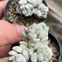 Crassula Deceptor Cluster, Rare Succulent Plants, Crassula Exotic