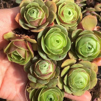 Aeonium Greenovia Red Velvet (1”), very Rare, Succulents