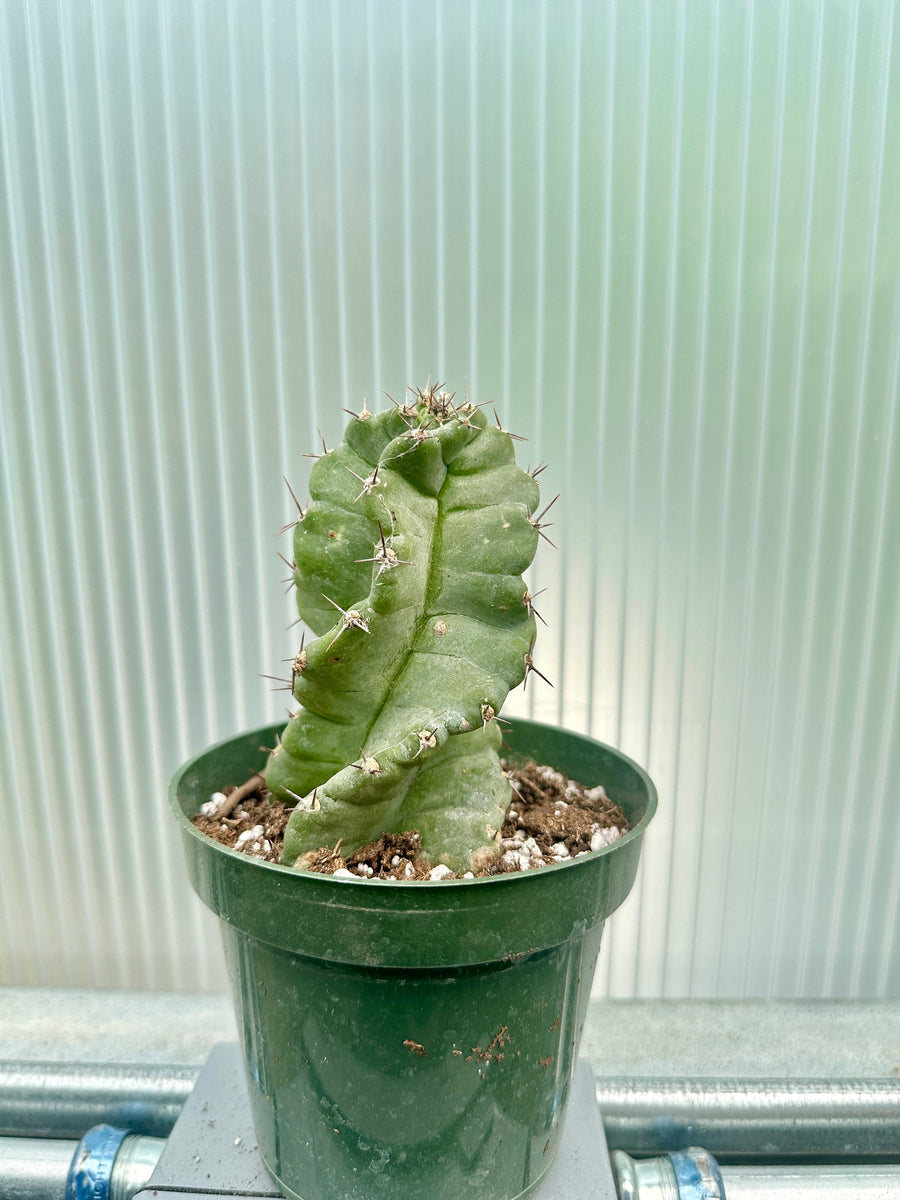 Rare Cactus - Cereus Validus Spiralis (9