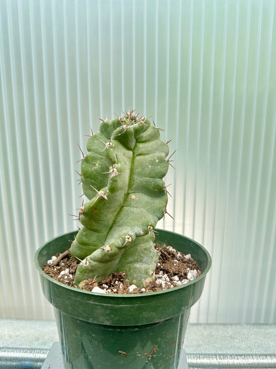 Rare Cactus - Cereus Validus Spiralis (9