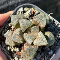 Rare Succulents - Haworthia Splendens Aries (3")