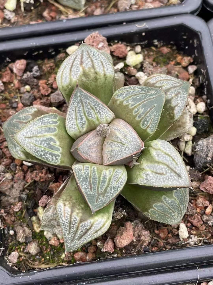 Rare Succulents - Haworthia Splendens Aries (3