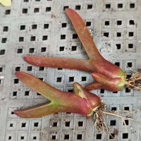 Rare Succulents - Mitrophyllum Mitratum, Spliting (2”)