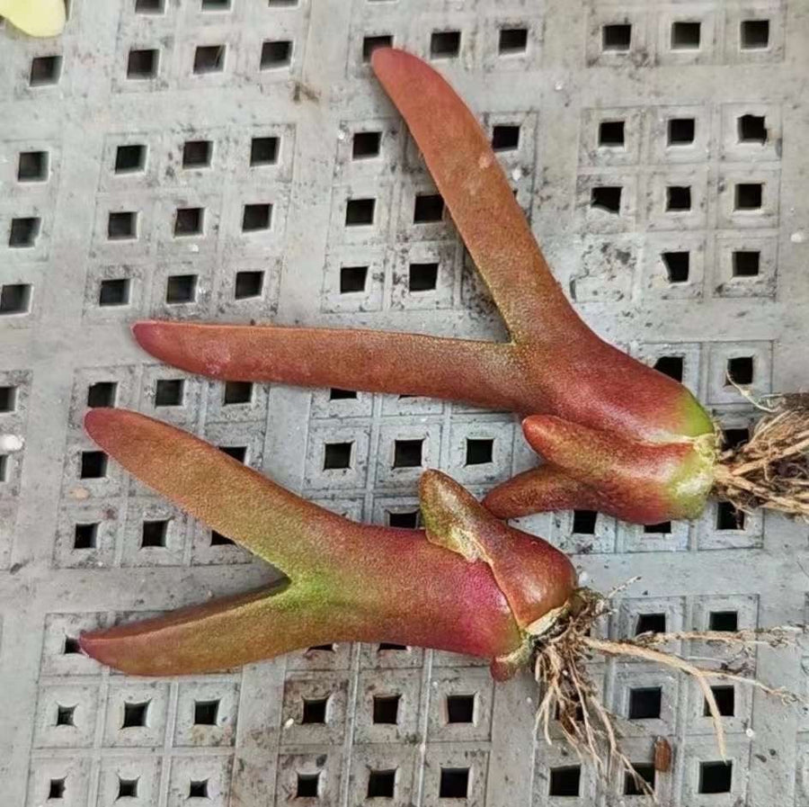 Rare Succulents - Mitrophyllum Mitratum, Spliting (2”)