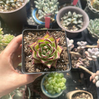 Rare Succulents - Echeveria Agavoides Ebony (2.5"-3")