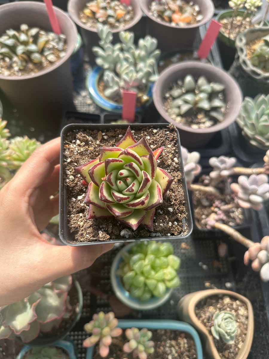 Rare Succulents - Echeveria Agavoides Ebony (2.5