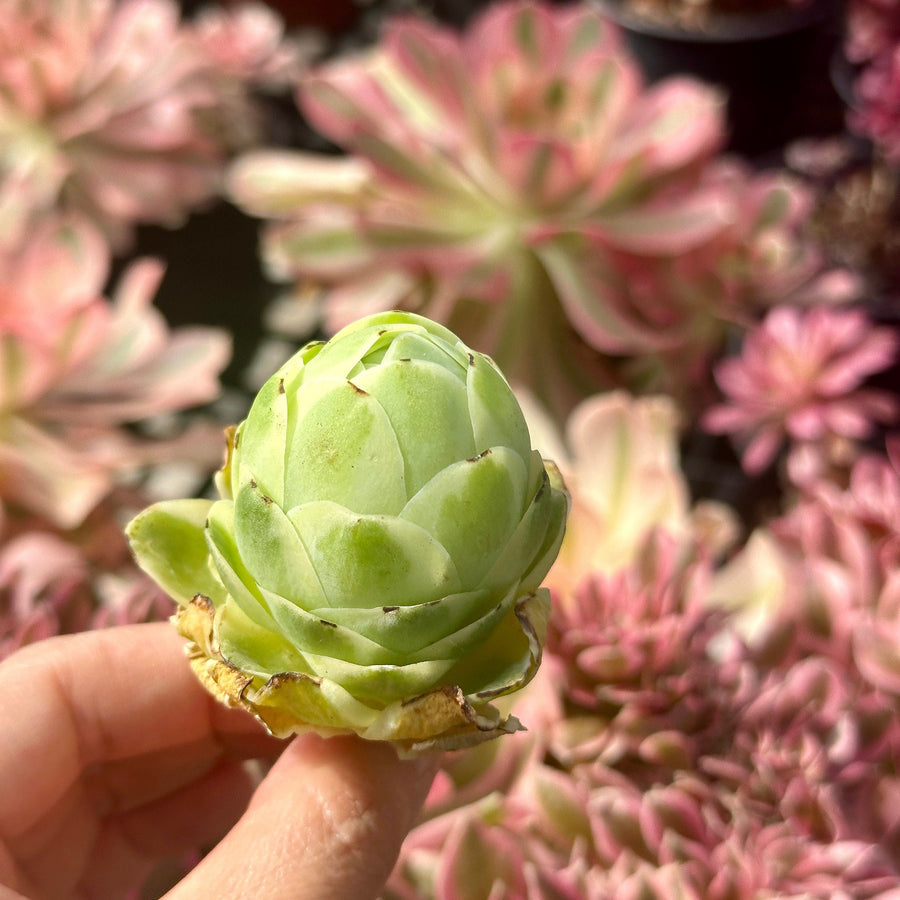 Aeonium vareigated Greenovia (2