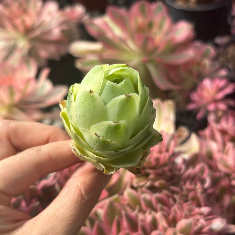 Aeonium vareigated Greenovia (2