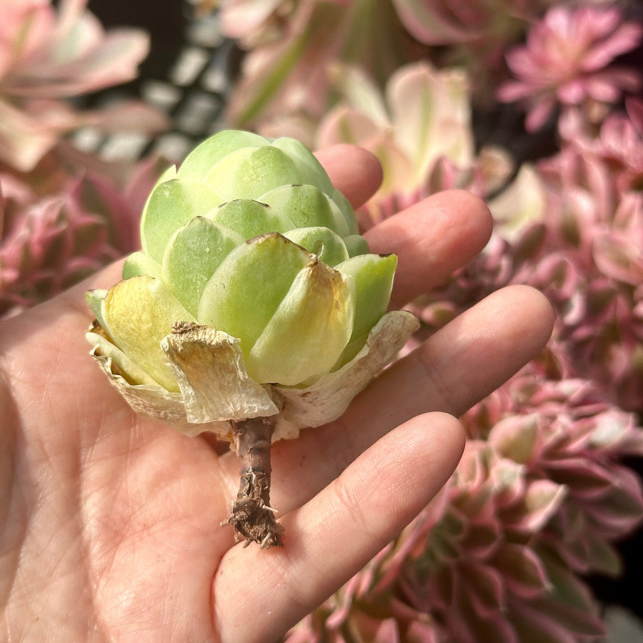 Aeonium vareigated Greenovia (2