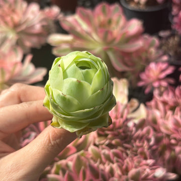 Aeonium vareigated Greenovia (2