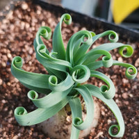 Rare Succulents - Albuca Concordiana (bulb only), 0.5"-1"