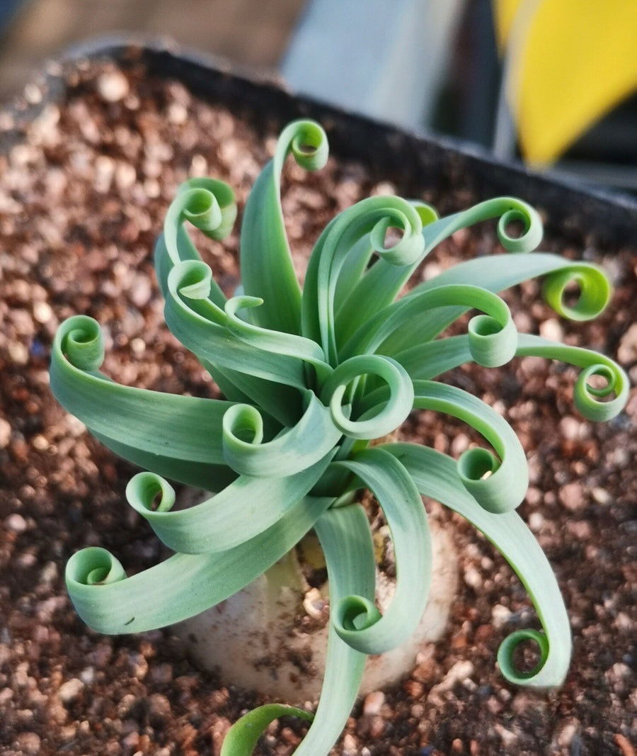 Rare Succulents - Albuca Concordiana (bulb only), 0.5