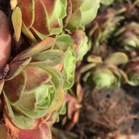 Aeonium Greenovia Red Velvet (1”), very Rare, Succulents