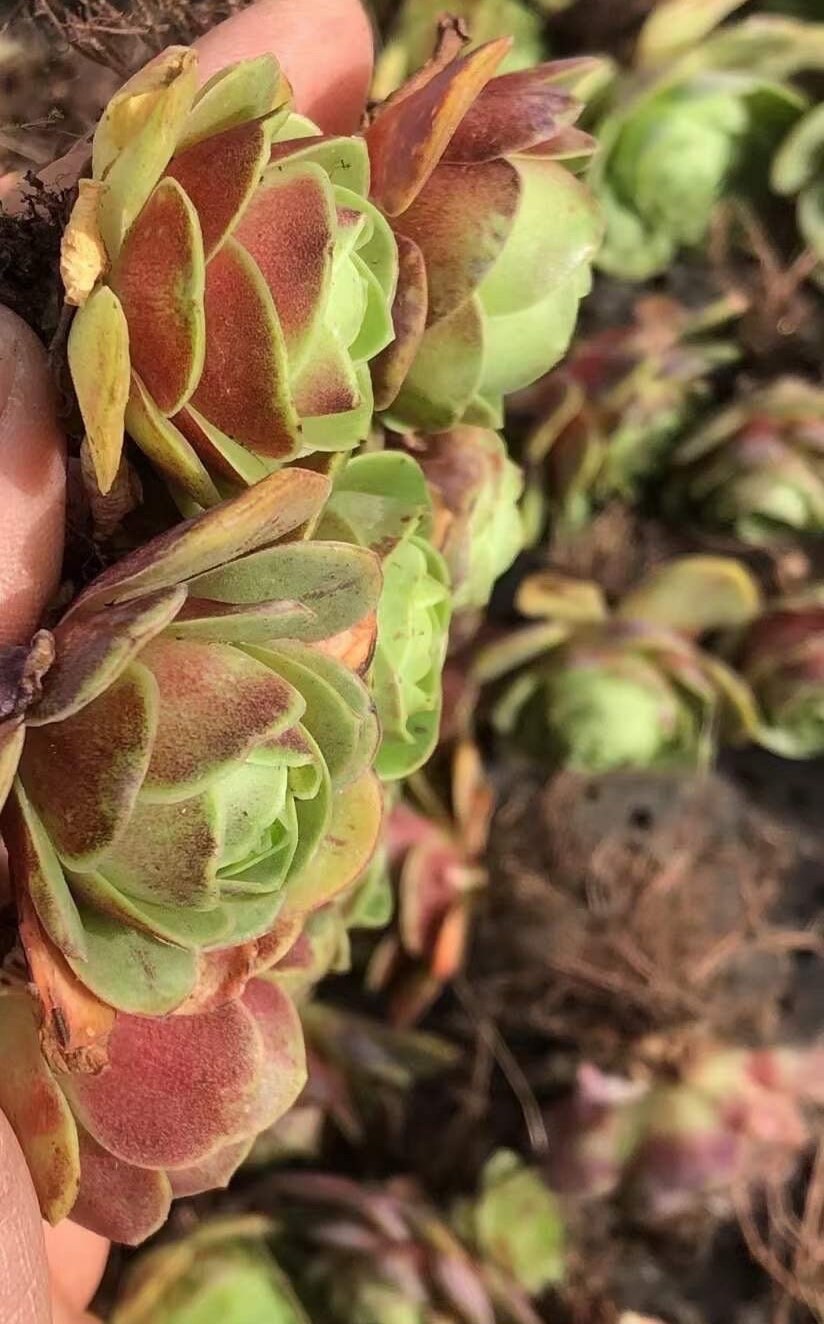 Aeonium Greenovia Red Velvet (1”), very Rare, Succulents