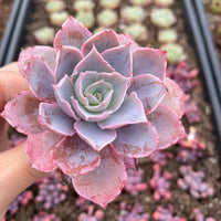 Rare Succulents - Echeveria Pinky (2”-3”)