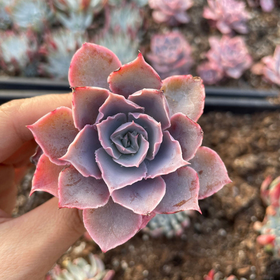 Rare Succulents - Echeveria Pinky (2”-3”)