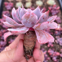 Rare Succulents - Echeveria Pinky (2”-3”)