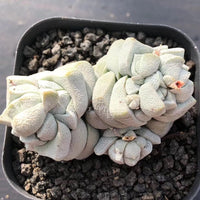 Crassula Deceptor Cluster, Rare Succulent Plants, Crassula Exotic