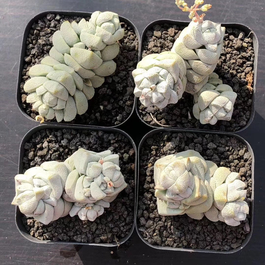 Crassula Deceptor Cluster, Rare Succulent Plants, Crassula Exotic