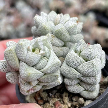 Crassula Deceptor Cluster, Rare Succulent Plants, Crassula Exotic