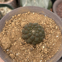 Rare Cactus - Copiapoa Hypogaea Lizard Skin (1.5”)