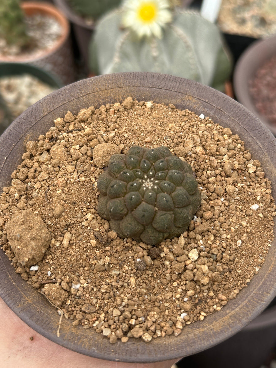 Rare Cactus - Copiapoa Hypogaea Lizard Skin (1.5”)