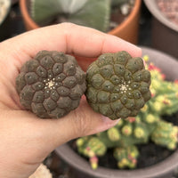 Rare Cactus - Copiapoa Hypogaea Lizard Skin (1.5”)