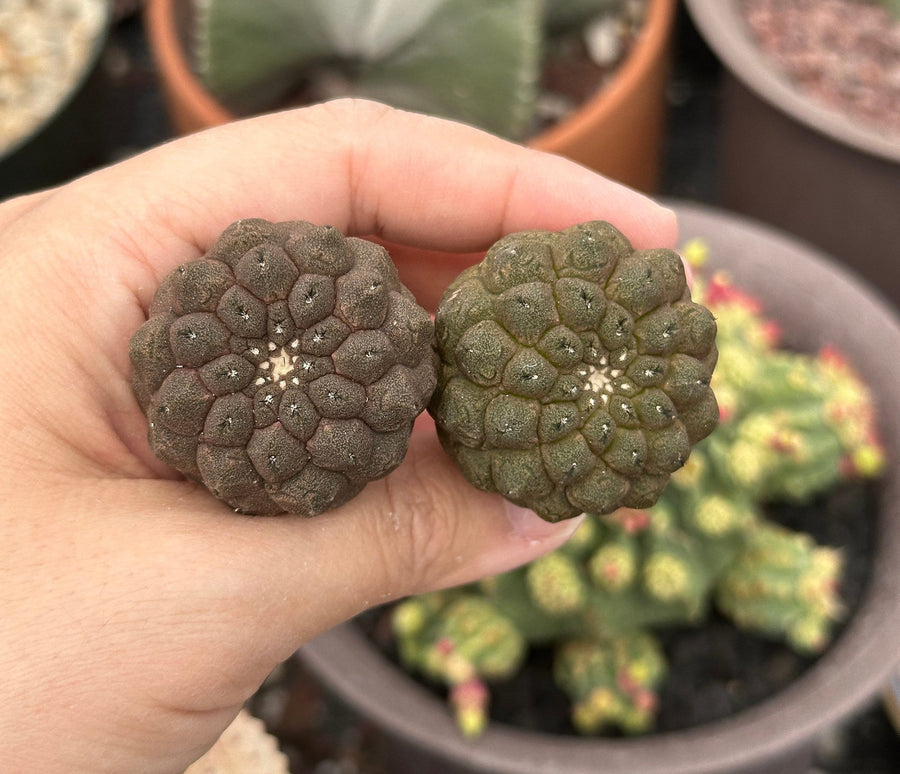 Rare Cactus - Copiapoa Hypogaea Lizard Skin (1.5”)