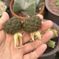 Rare Cactus - Copiapoa Hypogaea Lizard Skin (1.5”)