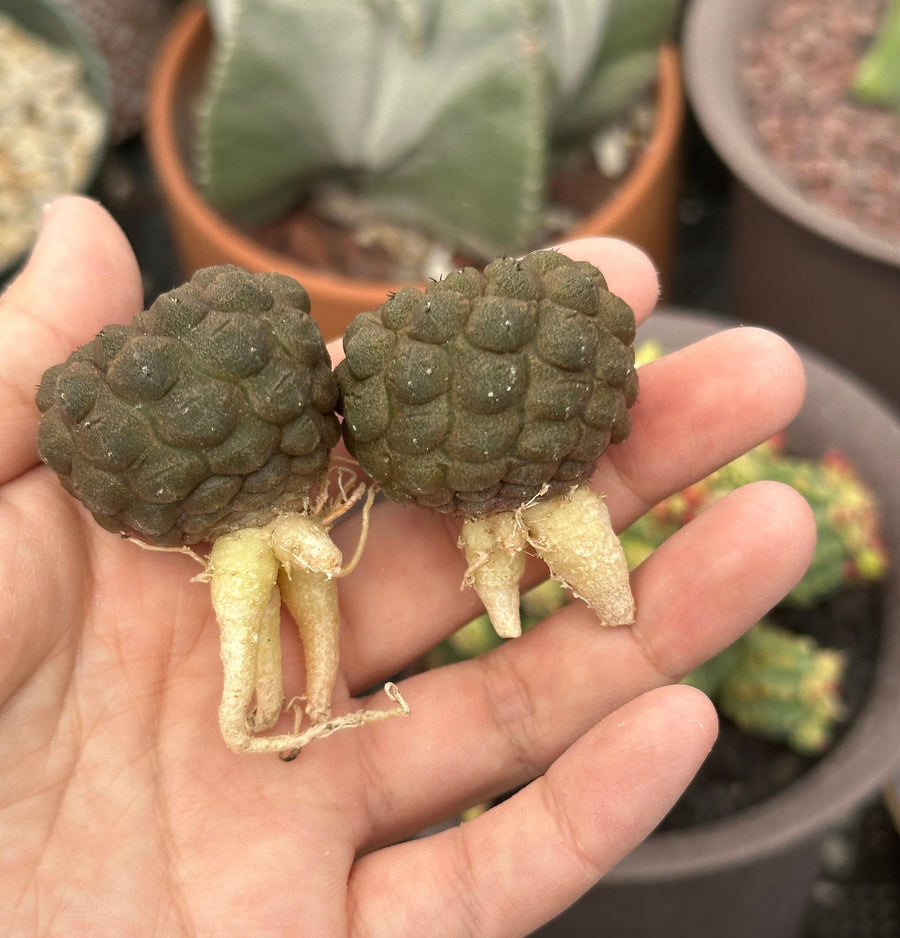 Rare Cactus - Copiapoa Hypogaea Lizard Skin (1.5”)