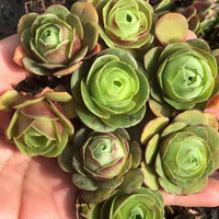 Aeonium Greenovia Red Velvet (1”), very Rare, Succulents