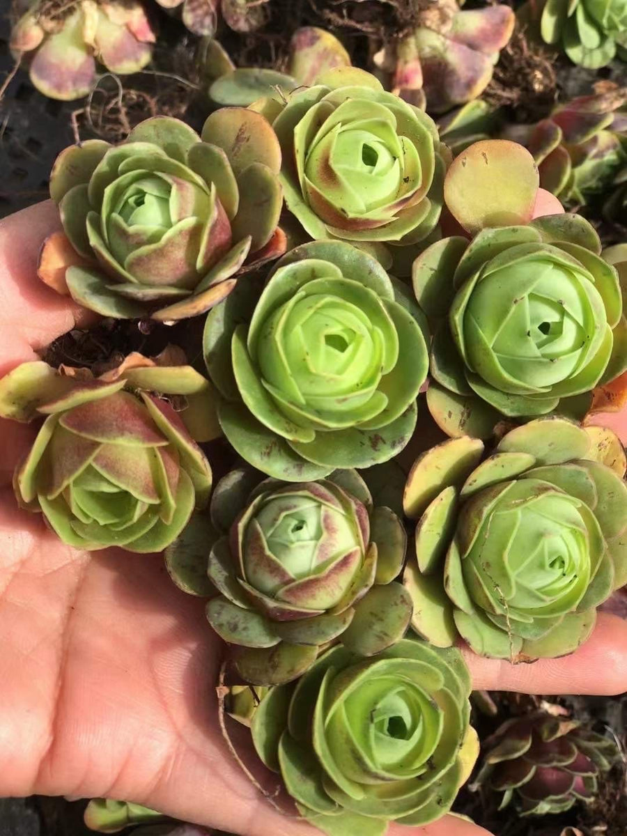 Aeonium Greenovia Red Velvet (1”), very Rare, Succulents