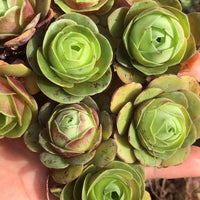 Aeonium Greenovia Red Velvet (1”), very Rare, Succulents