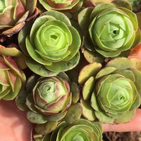 Aeonium Greenovia Red Velvet (1”), very Rare, Succulents