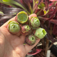 Aeonium Greenovia Red Velvet (1”), very Rare, Succulents