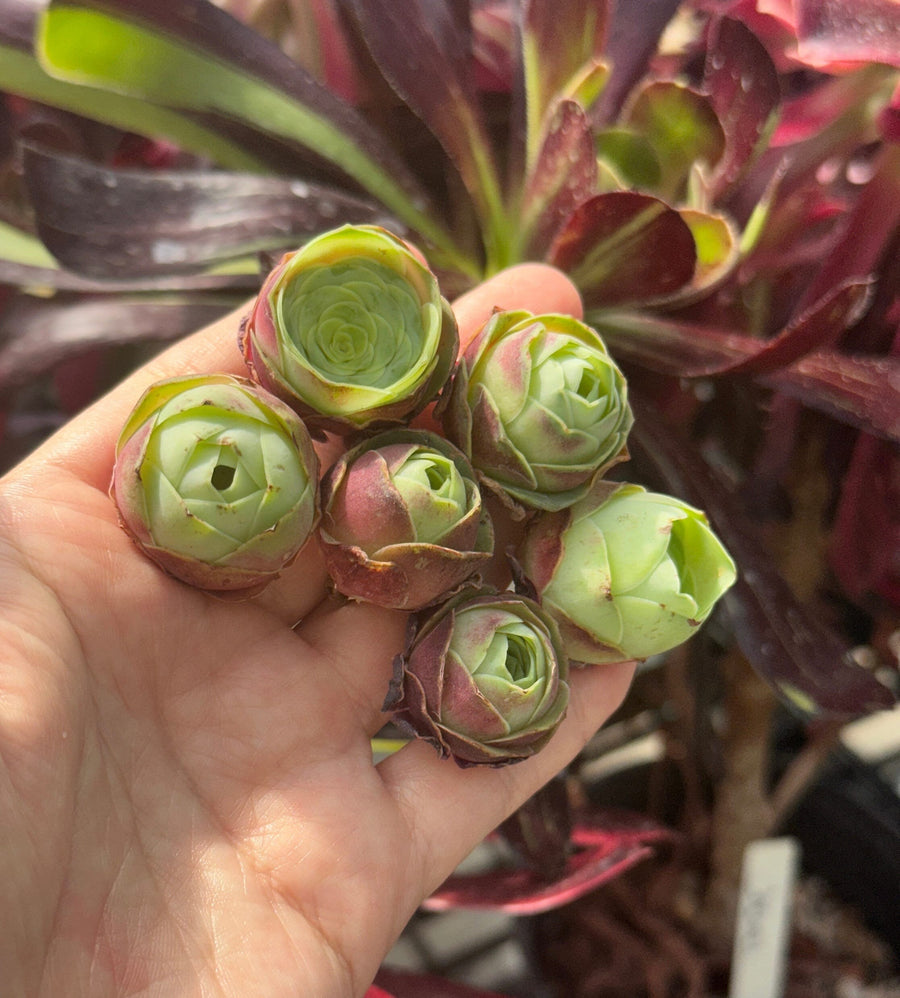 Aeonium Greenovia Red Velvet (1”), very Rare, Succulents