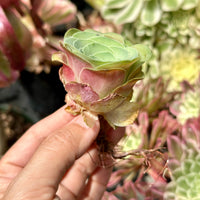 Rare Succulents - Greenovia Wine Cup (2”)