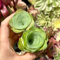 Rare Succulents - Greenovia Wine Cup (2”)