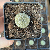 Rare Cactus - Pseudolithos Migiurtinus (0.4"-0.5")