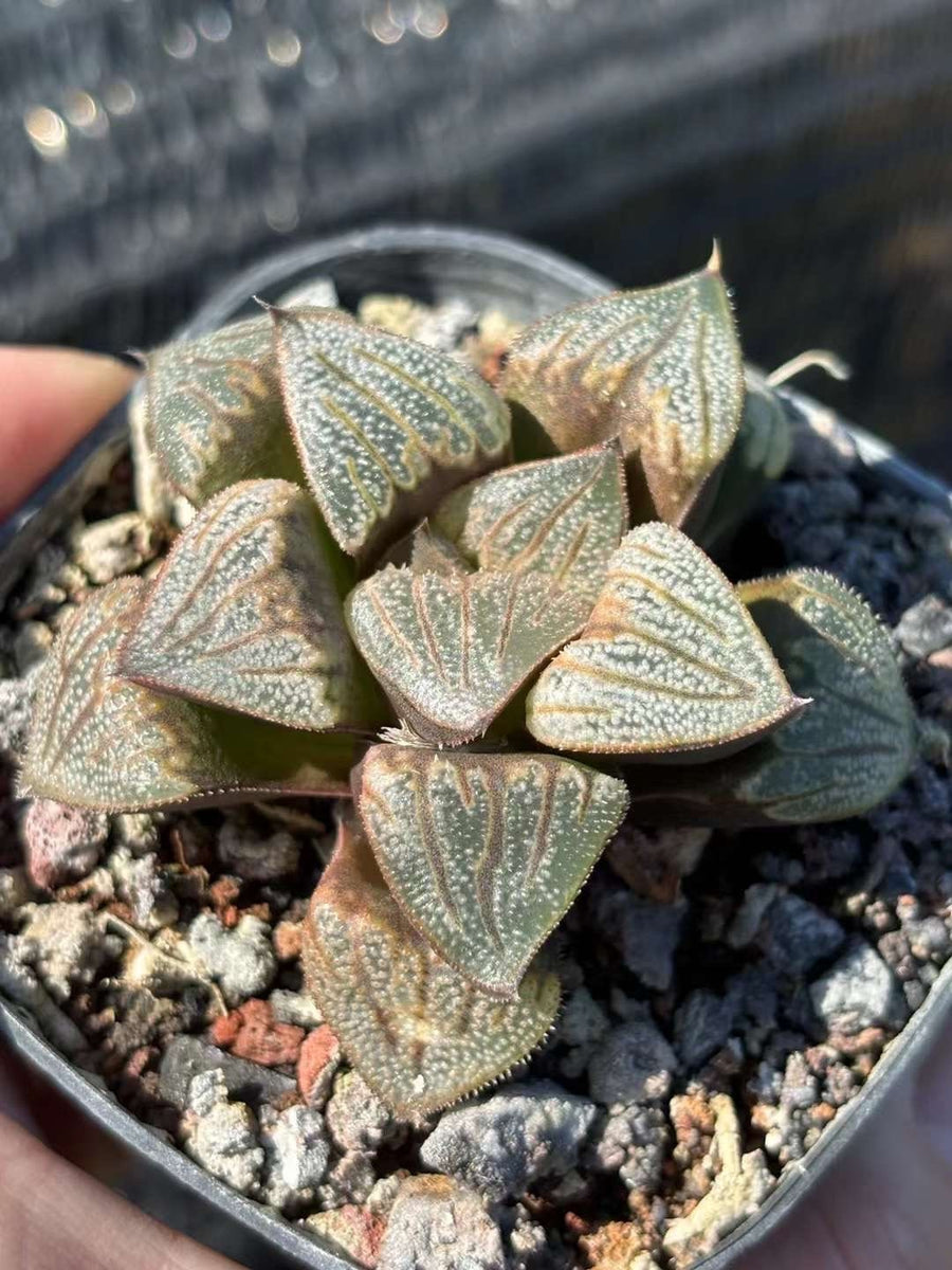 Rare Succulents - Haworthia Splendens Aries (3