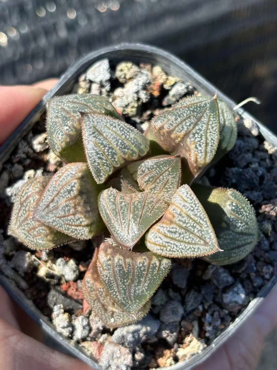 Rare Succulents - Haworthia Splendens Aries (3