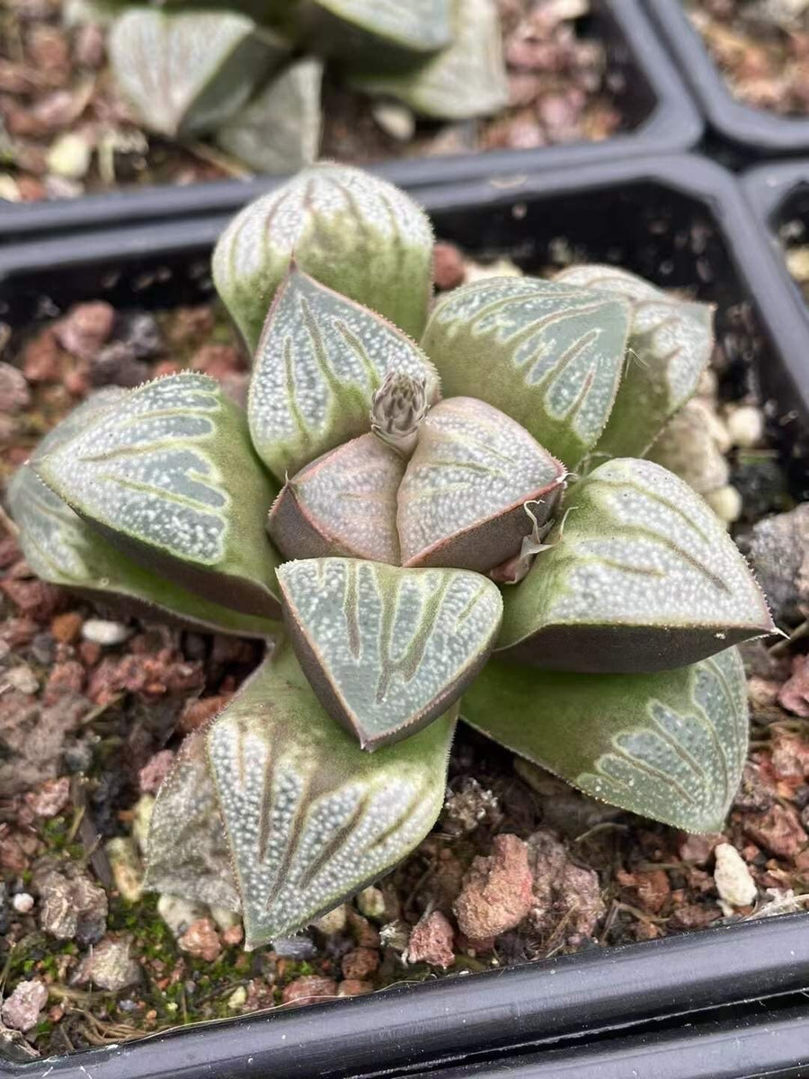 Rare Succulents - Haworthia Splendens Aries (3