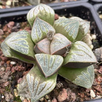 Rare Succulents - Haworthia Splendens Aries (3")