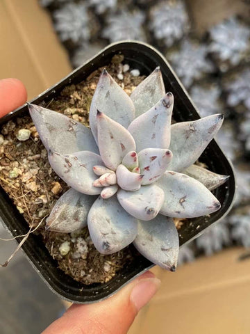 Rare Succulents - Echeveria Unguiculata (1.5”-2”)