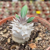 Rare Succulents - Brevicaule X Densiflorum (1”)