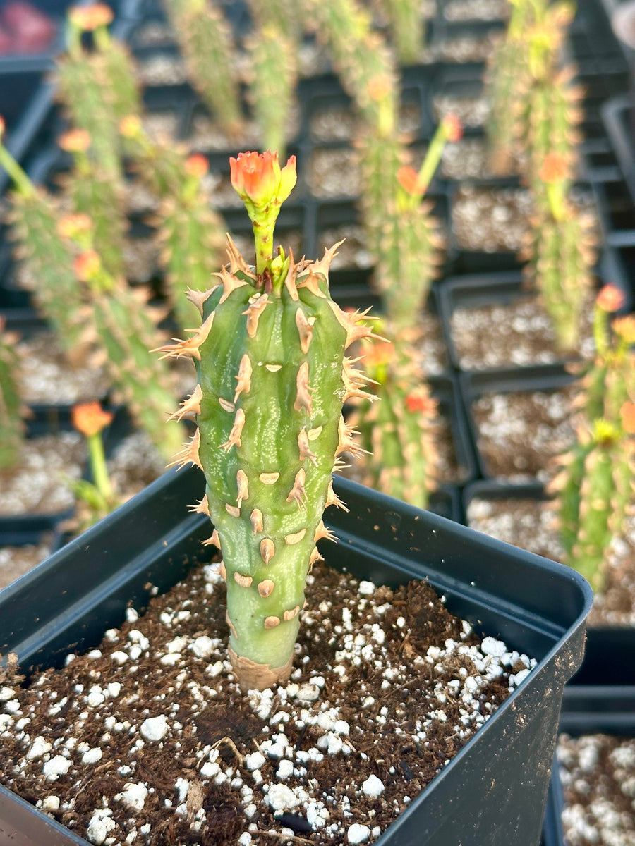 Rare Euphorbia - Euphorbia Bergeri