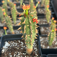 Rare Euphorbia - Euphorbia Bergeri