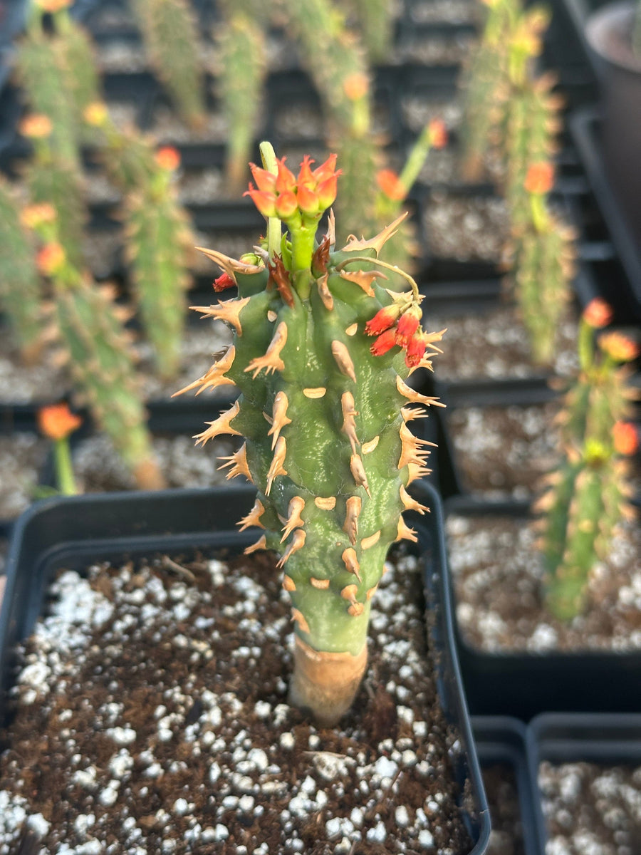 Rare Euphorbia - Euphorbia Bergeri